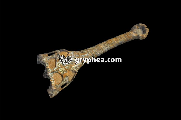 Crâne de gavial fossilisé (Gavialis browni, Eocène supérieur) - gryphea.org